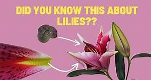 Anatomy of a Lily Flower | What You Can Learn by Observing Lilies
