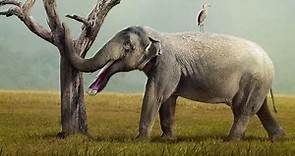 The Evolution of Elephants