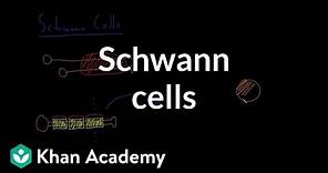 Schwann cells | Nervous system physiology | NCLEX-RN | Khan Academy