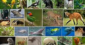 Os 26 animais brasileiros mais ameaçados de extinção.