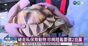 保育動物走私 "地表最貴烏龜"夾帶闖關 | 華視新聞 20190719