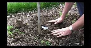 How to Plant a Grape Vine - Gurney's Video