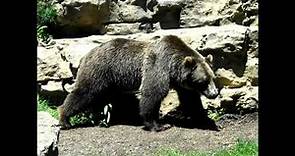 Ursus arctos horribilis —Гризлі - grizzly bear