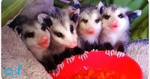 Baby Possums Eat Watermelon