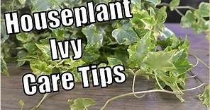 Houseplant Ivy Care