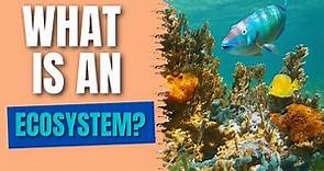 What is an Ecosystem? | Populations, Communities, Abiotic & Biotic Factors