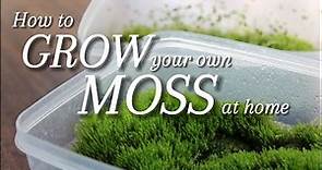 2 Ways to Grow your own Moss at Home