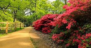LONDON Walk TOUR - Blooming ISABELLA PLANTATION in Richmond Park - ENGLAND
