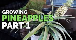 How to Grow Pineapple Part 1: Care and Propagation