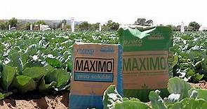Yeso MAXIMO Agrícola: el amigo de los cultivos