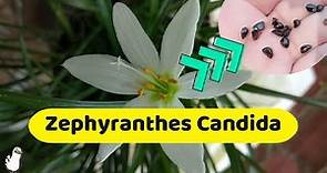 Como Reproducir Zephyranthes Candida (Polinización) 🌼
