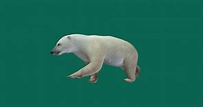 Polar Bear  🐻 - 3D model by Nyilonelycompany