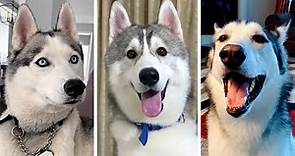 Ultimate Husky Compilation ~ Cutest & Funniest Huskies!