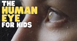 The Human Eye for Kids | Learn why and how eyes allow us to see