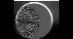 Hatching blastocyst