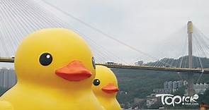 【黃色巨鴨】6月10日起停泊中環海濱對出　展出約兩周 - 香港經濟日報 - TOPick - 新聞 - 社會