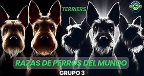 ✅ Conoce todas las Razas de PERROS en el Mundo 🌎 | Grupo 3 - Terriers