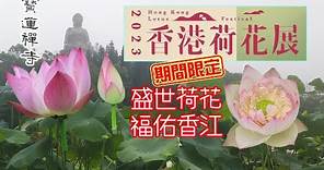 [輕輕鬆鬆，賞花遊蹤] 寶蓮禪寺 | 香港荷花展 | 盛世荷花 福佑香江 | Po Lin Monastery | Lotus Festival | Enchanting Lotus Felicity