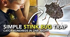How We Got Rid of Stink Bugs | Easy DIY Brown Marmorated Stink Bug Trap