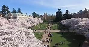UW Cherry Blossom Cam (facing west from Miller Hall)