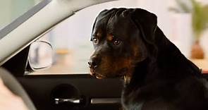 "Superagente canino" (Show Dogs) - Trailer en español