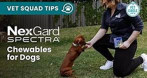 How NexGard SPECTRA Works For Your Dog