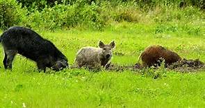 Wild ‘Super Pigs’ From Canada Could Become A New Front In The War On ...