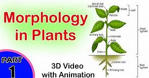 Morphology in Plants | Morphology in Biology | CBSE Biology Class XI | +1 Biology