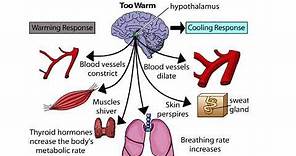 The Hypothalamus: The Body's Thermostat (Human Thermostat)