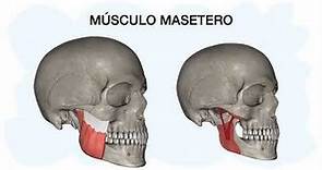 MÚSCULO MASETERO ✅ Anatomía