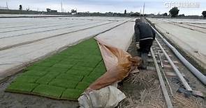 防寒作戰！秧苗蓋帆布如「蓋被」　果農架網擋風護草莓 - 華視新聞網