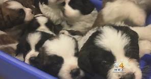 Twelve Saint Bernard Puppies Rescued By Douglas Police, Animal Control