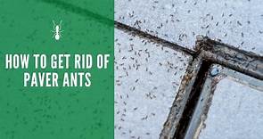 How to Get Rid of Paver Ants: In Your Patio, Driveway & More