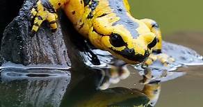 "Las salamandras: los maestros de la regeneración en el reino animal"