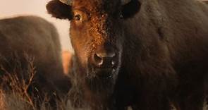 The American Buffalo | Official Preview | PBS