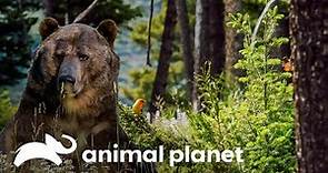 Descubriendo el verano en Yellowstone | La vida en Yellowstone | Animal Planet