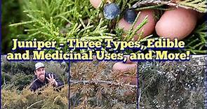 Juniper - ID Three Types of Juniper, Edible and Medicinal Uses for Juniper Berries and More!