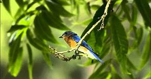 Eastern Bluebird Singing