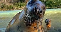 Mablethorpe Seal Sanctuary and Wildlife Centre