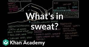 What's in sweat? (Holocrine, Apocrine, Merocrine Glands) | NCLEX-RN | Khan Academy