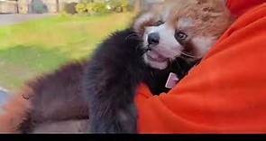 That’s right, Wuxi Zoo can adopt red pandas. Red panda Lulu Wuxi Zoo