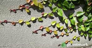 Ficus pumila (Creeping Fig) at Plantmark Wholesale Nurseries