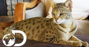 The Savannah: The Largest Domestic Cats in the World | Cats 101
