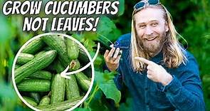 Growing CUCUMBERS Intensively At Home for Maximum Yield and Plant Health | Step-by-Step Guide