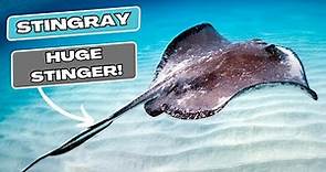 10 Fascinating Facts About Stingrays
