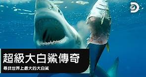 尋找世界上最大的大白鯊-《鯊魚週2019》超級大白鯊傳奇