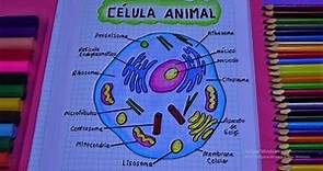 Como dibujar una célula animal/ how to draw animal cell/ DibujoYColor.