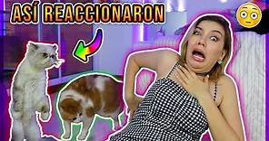 MIS GATOS REACCIONAN A MI MUERTE 😳 Retos & BROMAS! - Lulu99