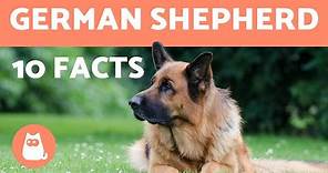 10 German Shepherd Facts - Their History and More!