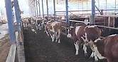 🏆 - Gotlib Cattle Trade Srl